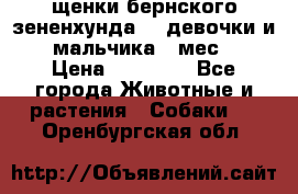 щенки бернского зененхунда. 2 девочки и 2 мальчика(2 мес.) › Цена ­ 22 000 - Все города Животные и растения » Собаки   . Оренбургская обл.